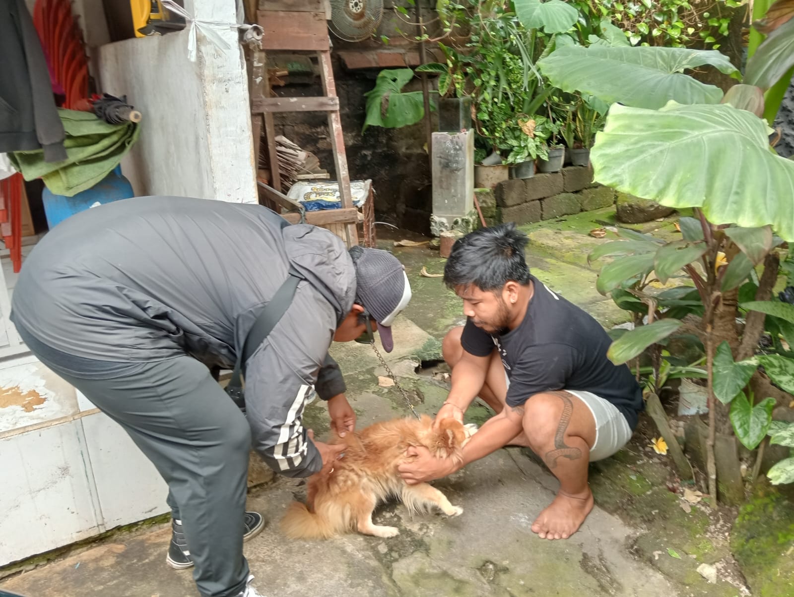Pelaksanaan Vaksinasi Rabies di Kelurahan Kesiman